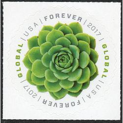 #5198 Green Succulent Global Forever, Echeveria Plant