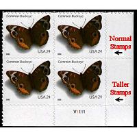 #4001vt Common Buckeye, Taller Variety Plate Block of Four