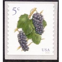 #5038 Piot Noir Grapes, Coil