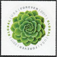 #5198 Green Succulent Global Forever, Echeveria Plant