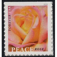 #5280 Peace Rose, Booklet Single