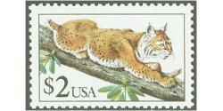 #2482 Bobcat