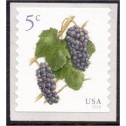 #5038 Piot Noir Grapes, Coil