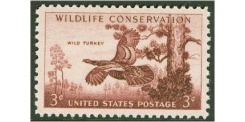 #1077 Wildlife - Wild Turkey