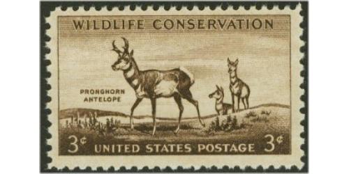 #1078 Wildlife - Antelope