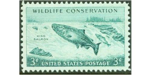 #1079 Wildlife - King Salmon