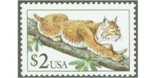 #2482 Bobcat
