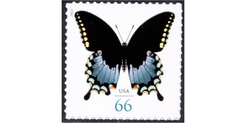 #4736 Spicebush Swallowtail Butterfly