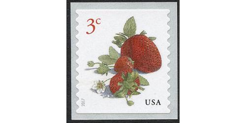 #5201 Strawberries, Coil