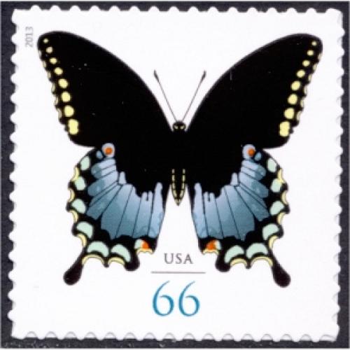 #4736 Spicebush Swallowtail Butterfly