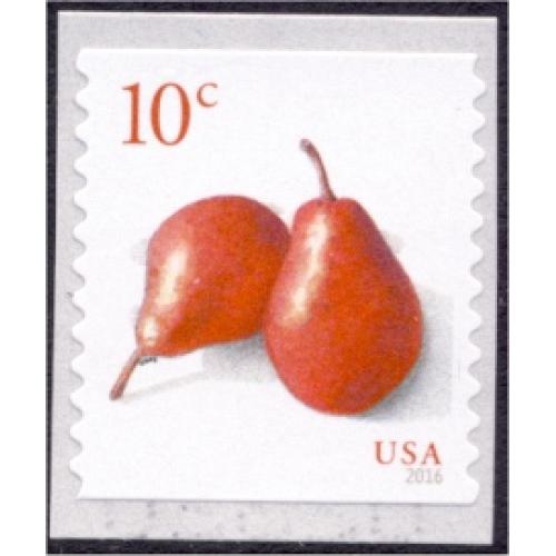 #5039 Red Pears, Coil