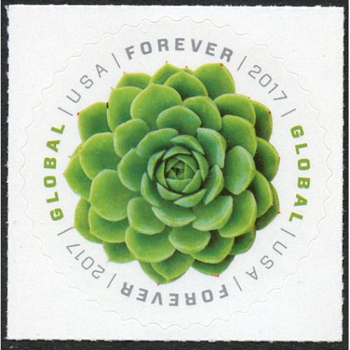 #5198 Green Succulent Global Forever, Echeveria Plant