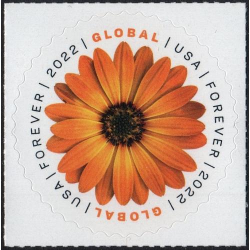 #5680 African Daisy